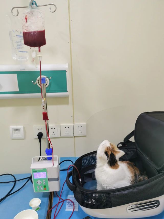 我把她放在了猫包里,这给了她一些安全感.