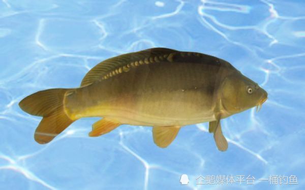 看图识鱼,淡水鱼类大全(一)