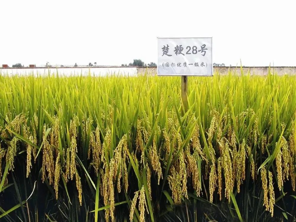 连粳15号水稻品种图片