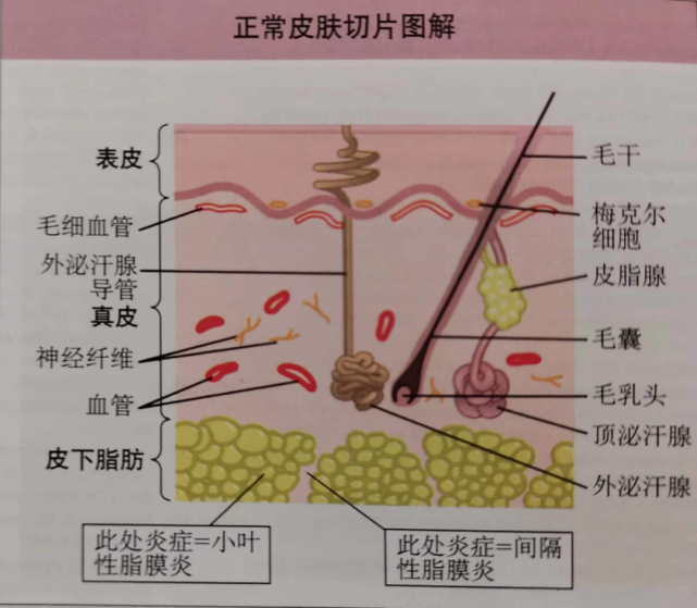 人類皮膚由表皮,真皮,皮下組織,附屬器,神經,血管,淋巴管和肌肉等組成