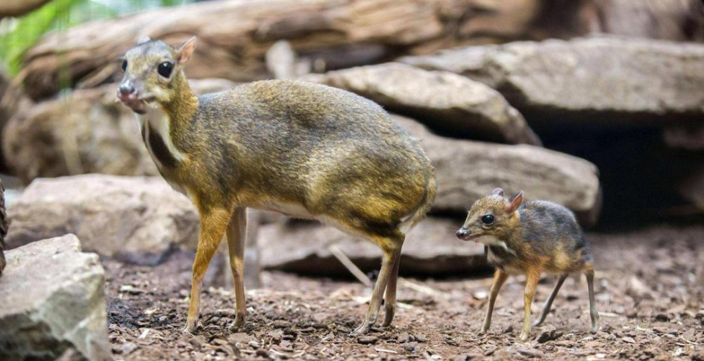 西双版纳拍到雨林小精灵鼷鹿珍贵影像