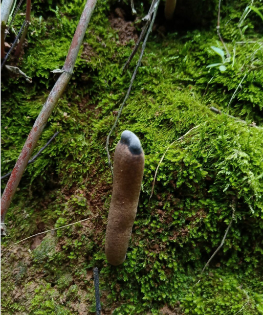 女子進山偶遇百年奇觀雲南地區稱為雞樅燒香