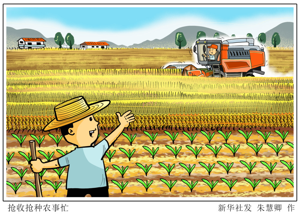 图表漫画二十四节气芒种抢收抢种农事忙