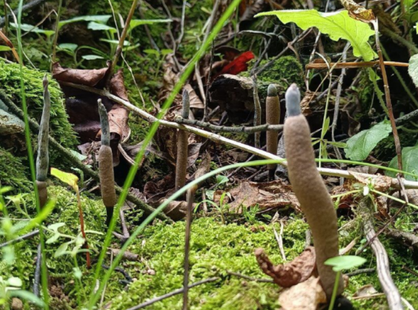 女子进山偶遇百年奇观 云南地区称为鸡枞烧香