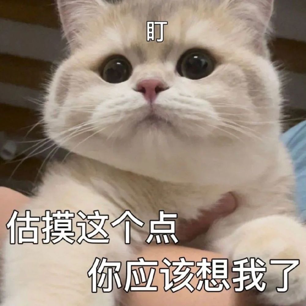 网络游戏助手cf撒娇可爱的小猫咪表情包:你的小可爱突然出现-珍惜活动
