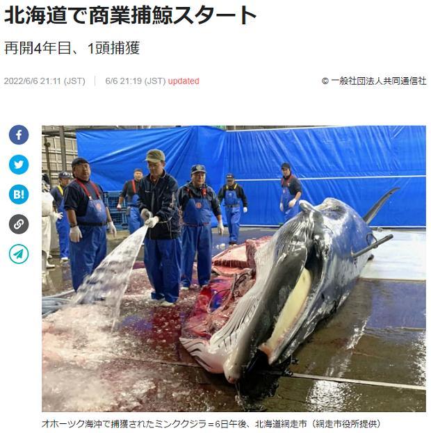 日本北海道开始商业捕鲸日水产厅：全年计划捕获133头小须鲸