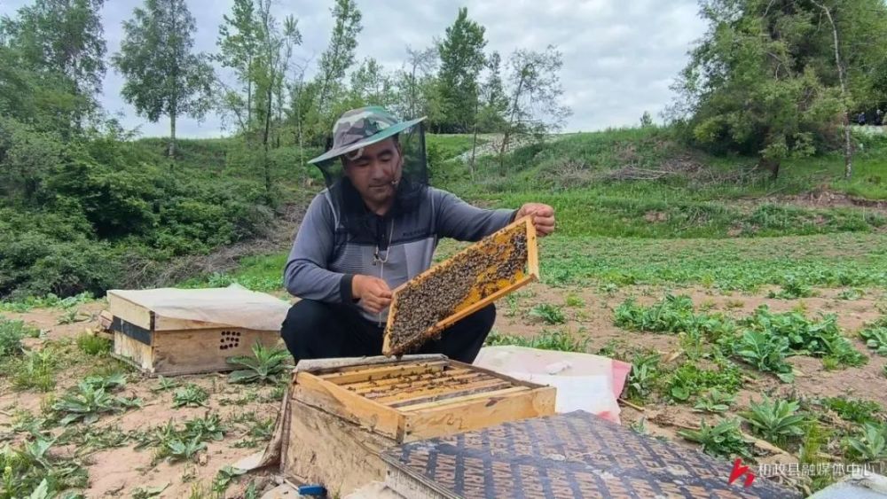 【喜迎二十大 我们的幸福生活】和政县新庄乡:蜜蜂养殖产业酿造乡村"