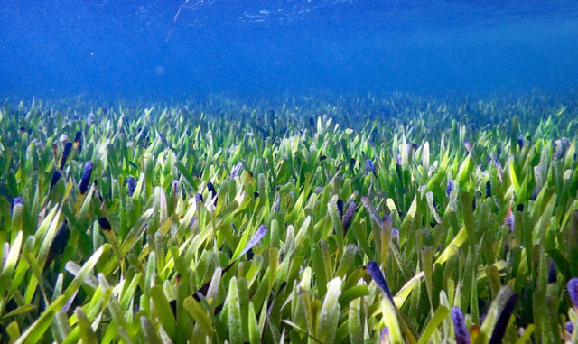 世界最大植物藏身海底总长180公里 科学家惊 已有4500岁 腾讯新闻