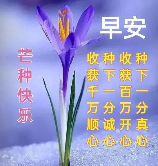 8張最新有創意的夏日早安問候祝福圖片帶字 6月最新漂亮早上好問候