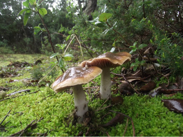 荒野維生野菜系列——較高絲膜菌