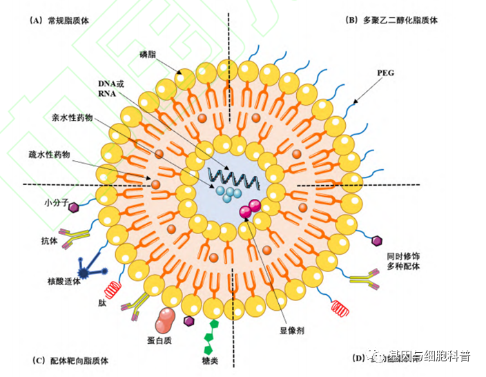 脂质体基本概念及应用展望_腾讯新闻