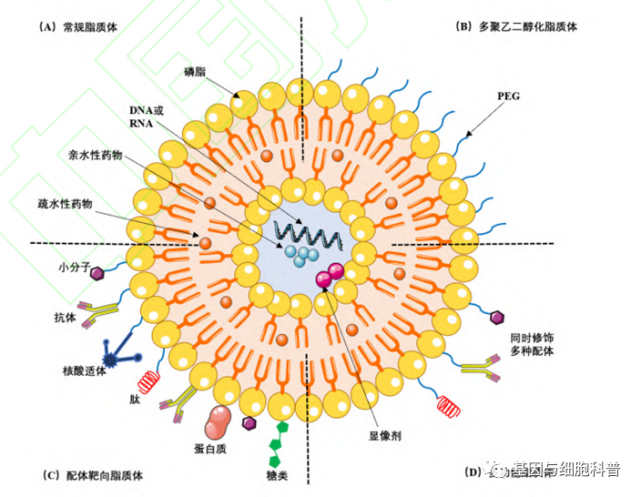 脂质体基本概念及应用展望