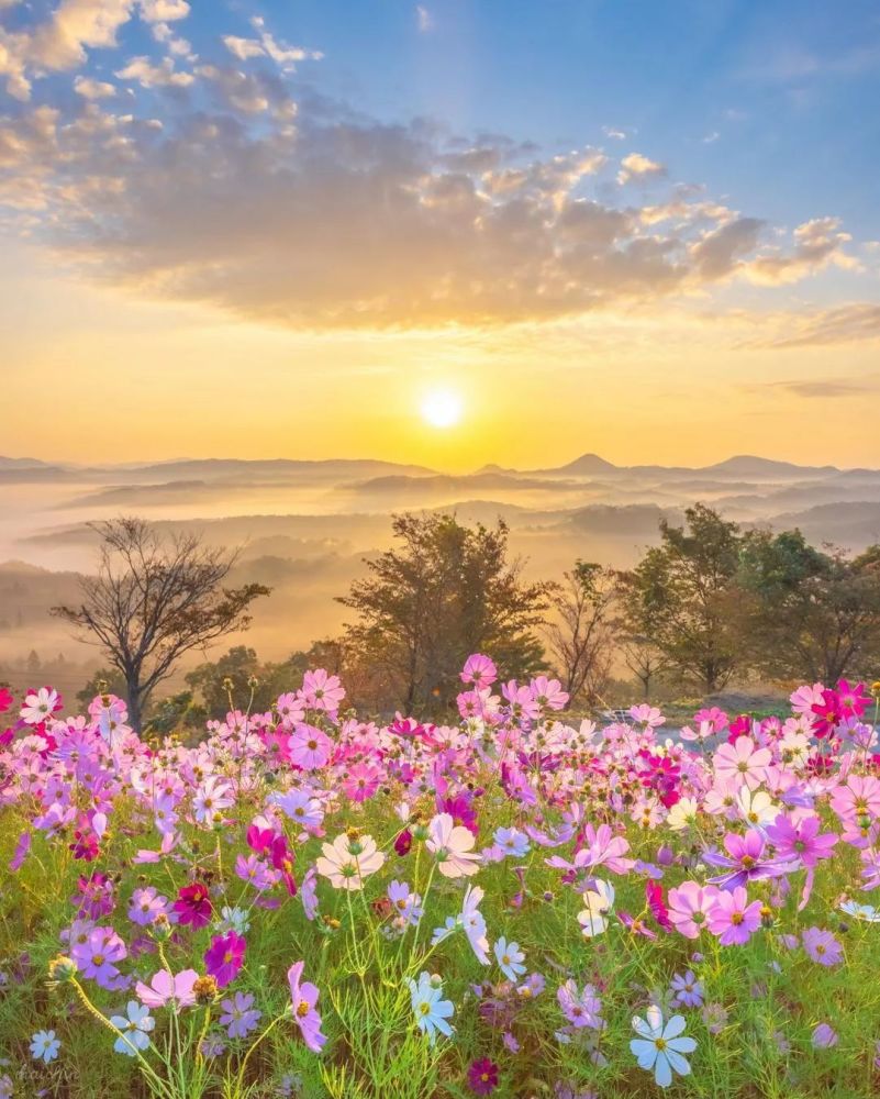 陽光鮮花還有美景