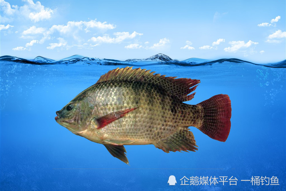 看圖識魚淡水魚類大全二