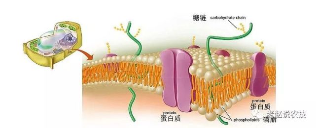 之前介紹,核糖體和粗麵內質網腔合成加工蛋白質,滑面內質網合成加工