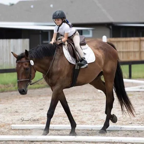 家長必讀兒童初學馬術應該騎大馬還是pony