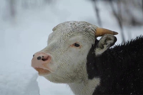 高山峡谷中"穿白袜的野牛":揭开独龙牛高质量全基因组序列