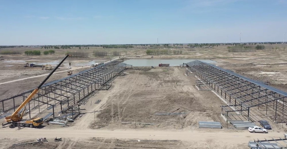 大安万头肉牛养殖项目建设火热施工中