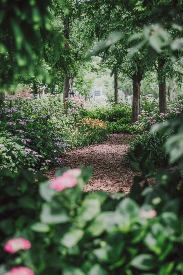 仲夏绣球花正当季,新一波美图来了|公园特色植物区