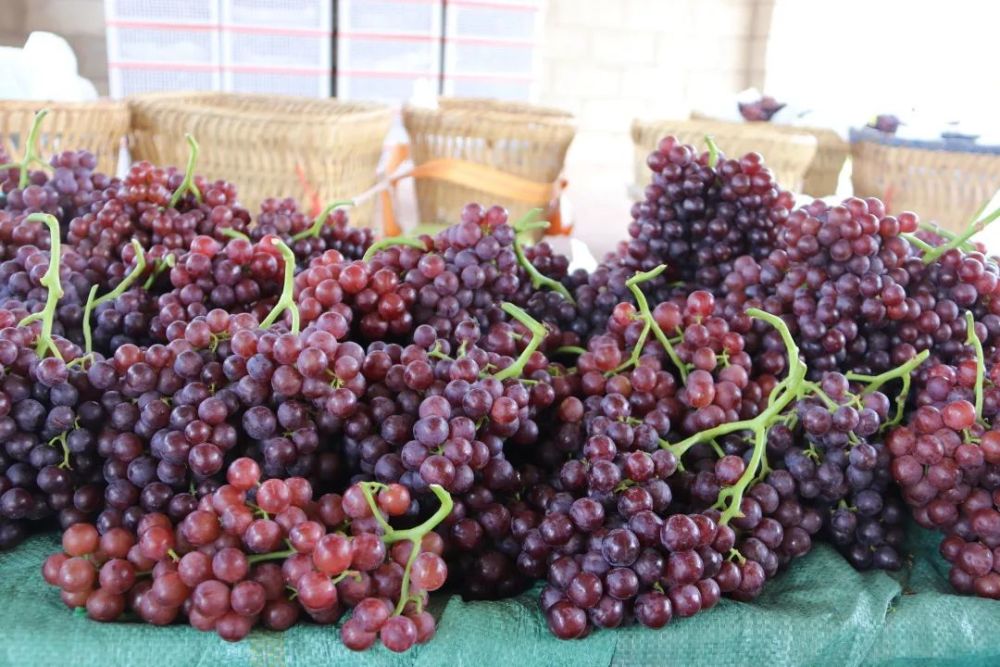 宾川早熟葡萄抢鲜上市