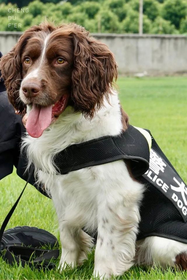 探访这群"孤勇者",撸一撸战斗力爆表的警犬!