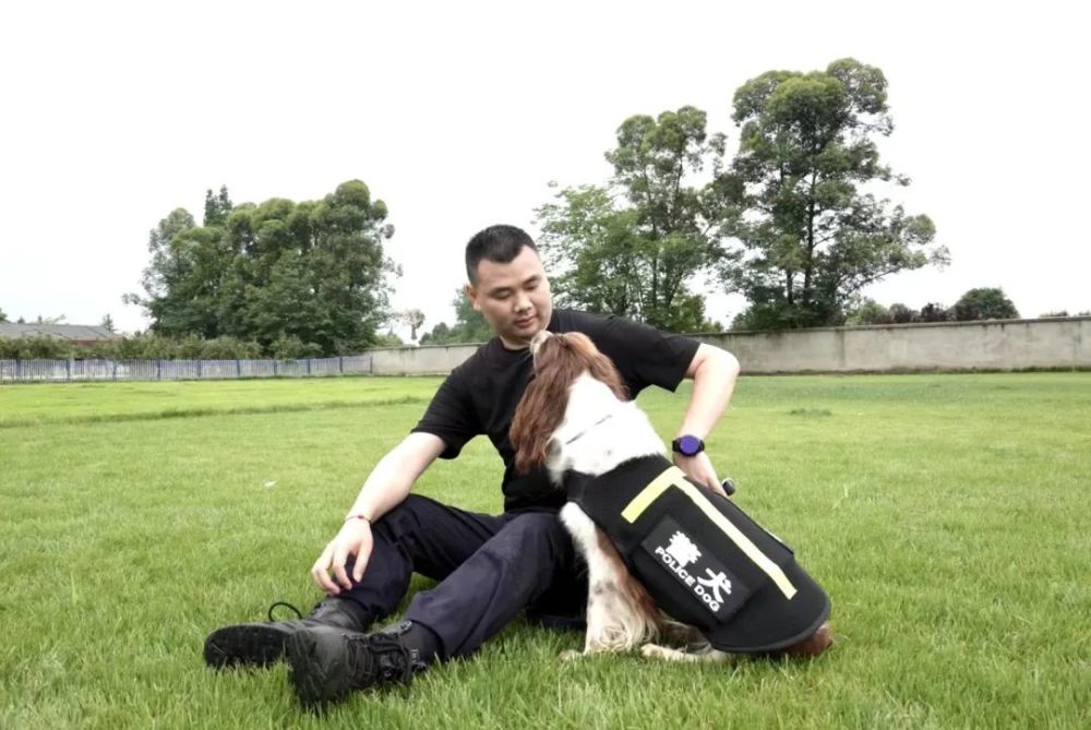 探访成都汪汪队撸一撸战斗力爆表的警犬