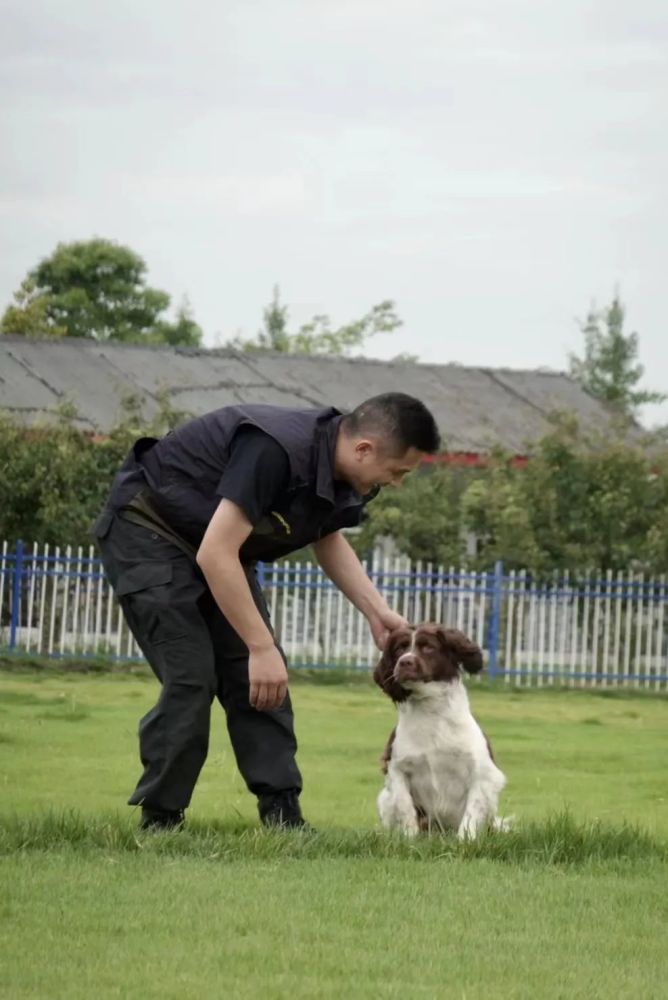 探访成都汪汪队撸一撸战斗力爆表的警犬