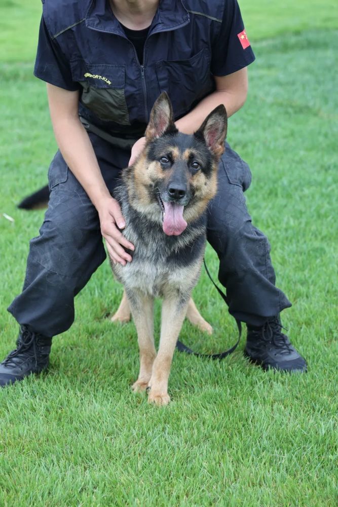 探访成都汪汪队撸一撸战斗力爆表的警犬