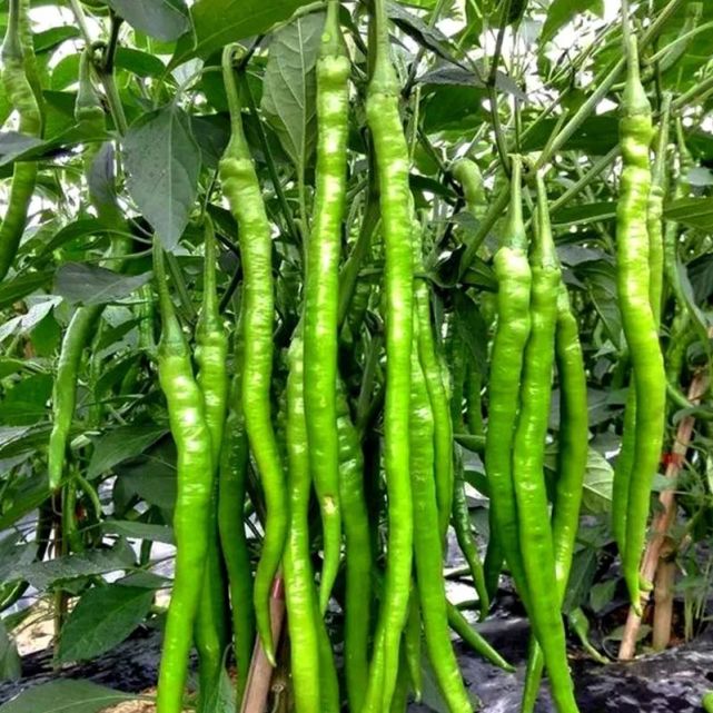 长线椒新品种湘辣翠剑栽培技术