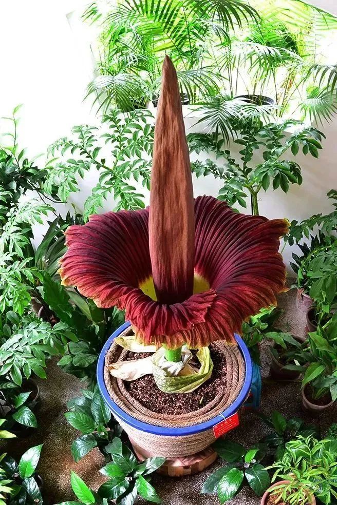 罕见云南尸香魔芋开花隔800米就有腐臭味游客排队闻