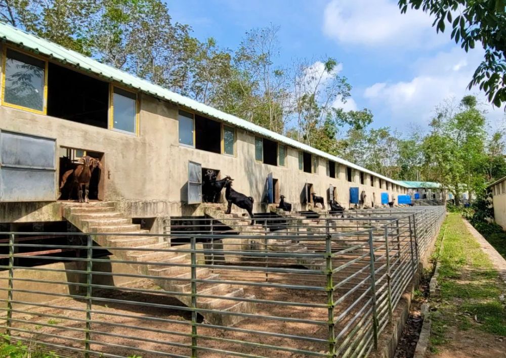 据了解,北大村黑山羊养殖基地通过"党支部 企业 合作社 农户"的模式