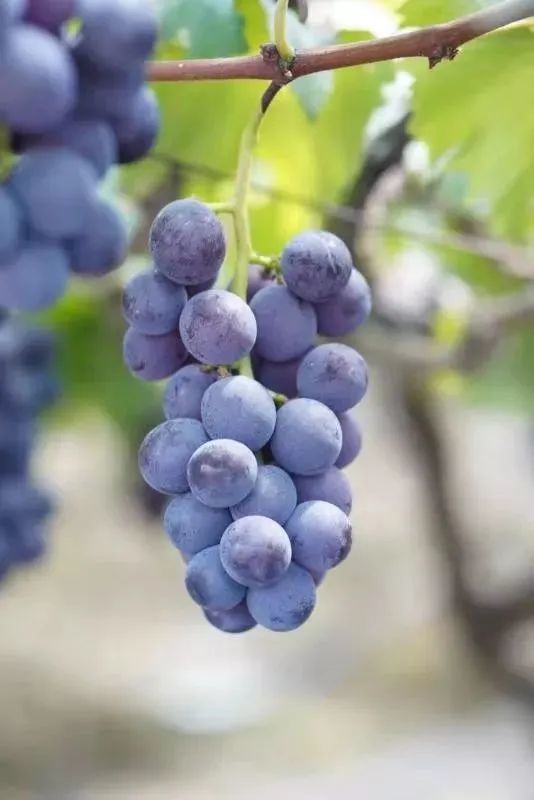 福安湾坞:小葡萄"串"起甜蜜致富路