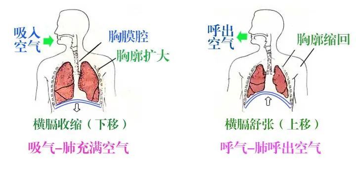 名医名科肺病肿瘤血液中心节后为您量身定制吸气肌哑铃