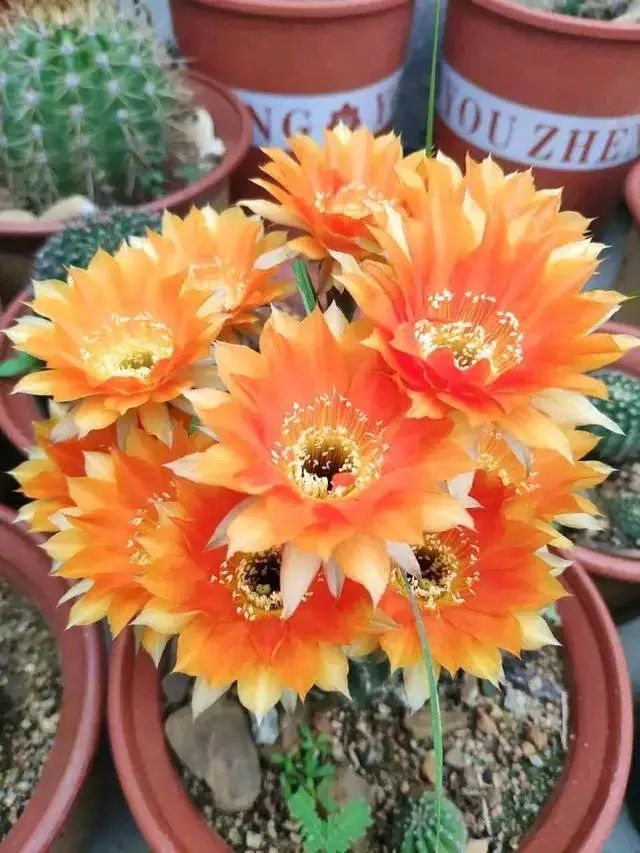 秋天能不能买仙人球?今年买,明年开花,买回家晒足太阳!