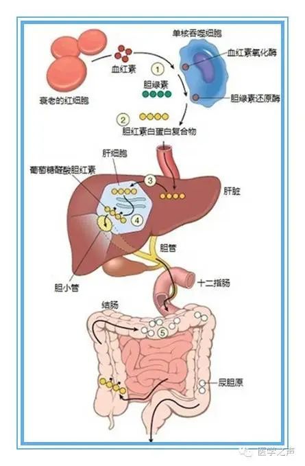 肝肠循环原理图图片