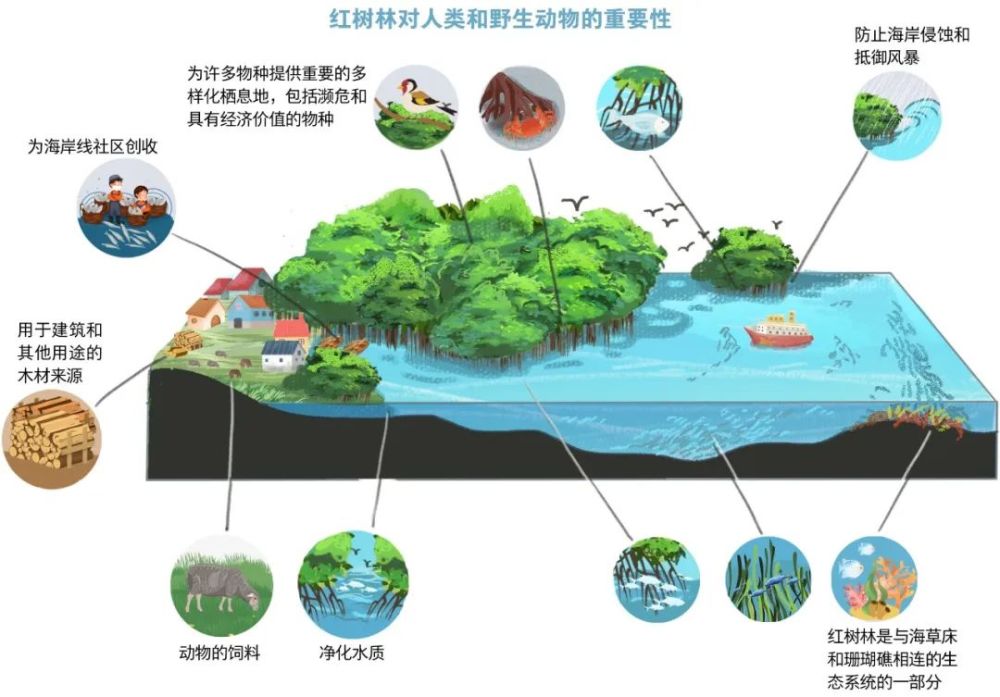 红树林是热带,亚热带海岸带海陆交错区生产能力最高的海洋生态系统之