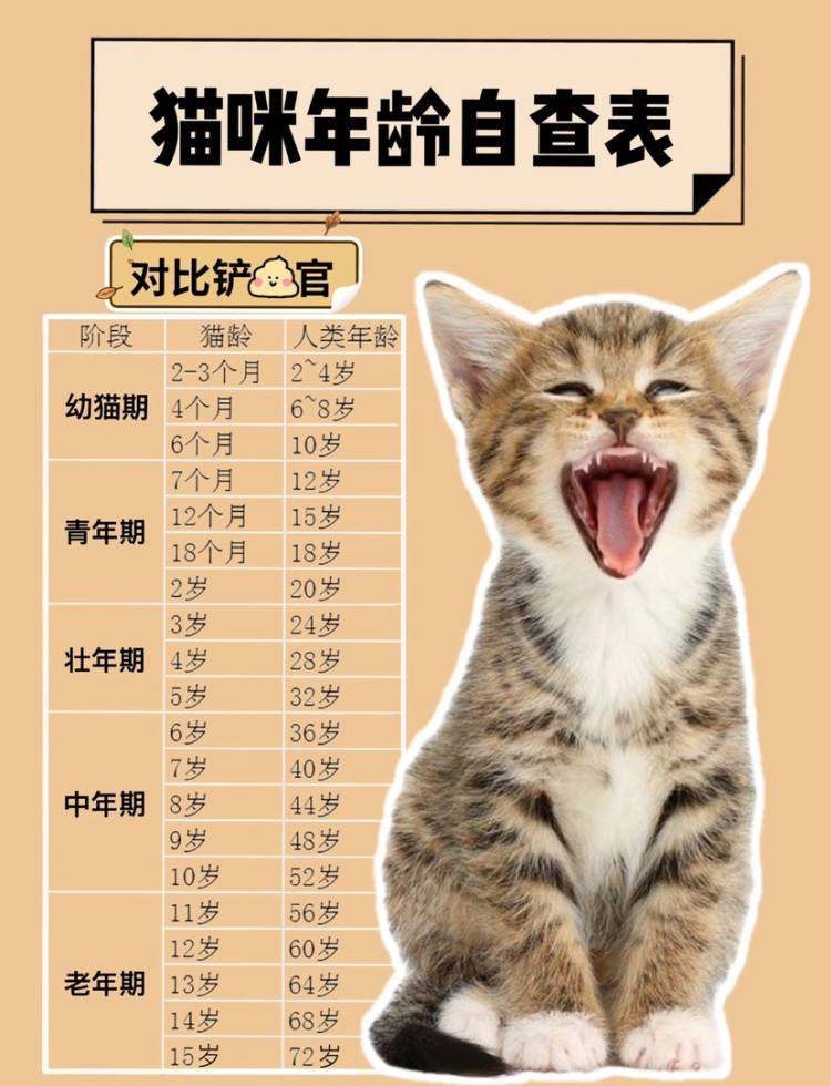 猫咪最新年龄换算表 猫咪1岁 人7岁 原来是错的 别信了 腾讯新闻