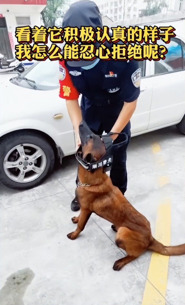 "全网最牛警犬"巴万:流浪狗逆袭公务员,网友:看它考上编制!