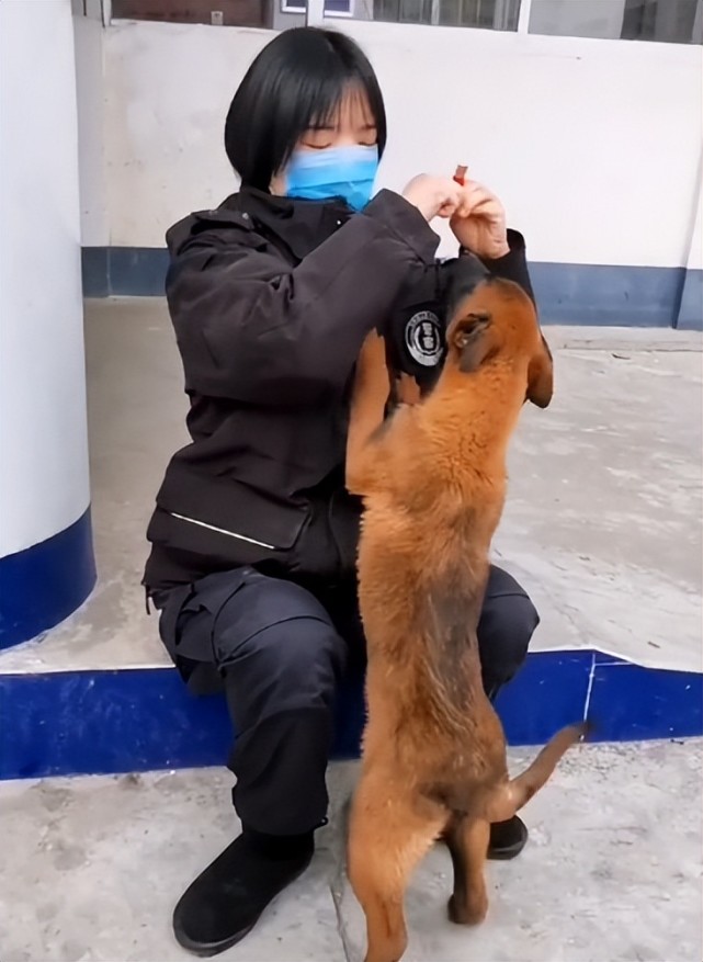 "全网最牛警犬"巴万:流浪狗逆袭公务员,网友:看它考上编制!