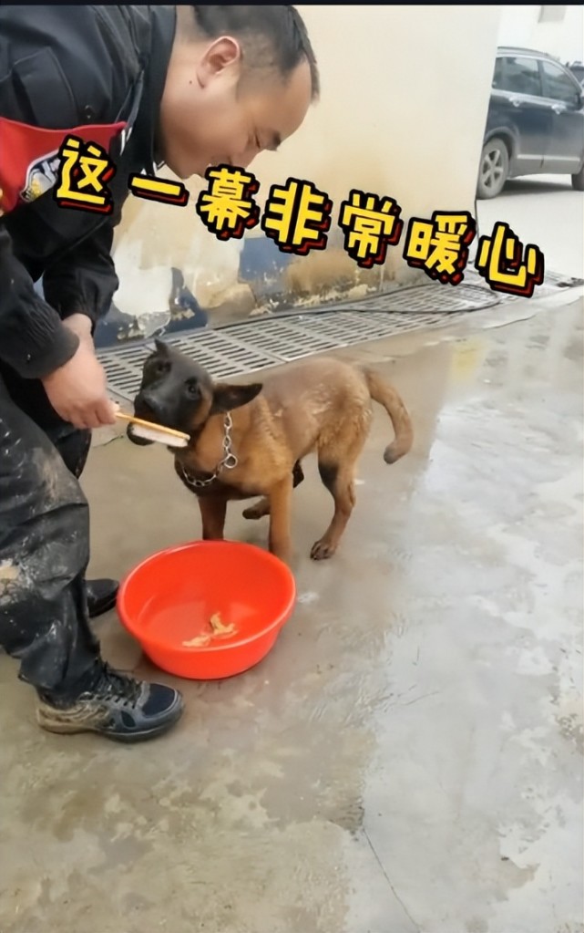 "全网最牛警犬"巴万:流浪狗逆袭公务员,网友:看它考上编制!