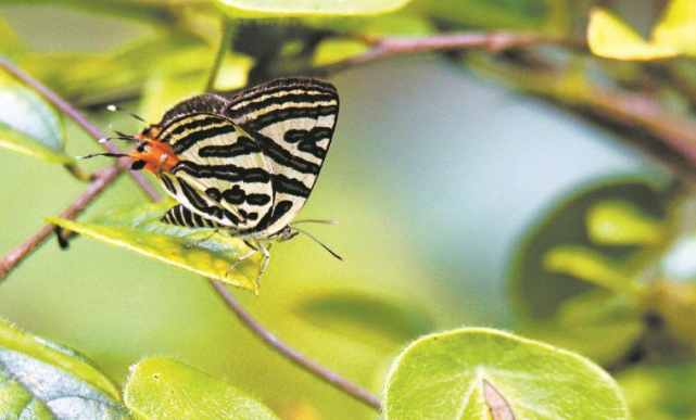 豆粒银线灰蝶幸福带蛱蝶报喜斑粉蝶双带弄蝶黑脉白弄蝶天宝岩肿腿迷甲