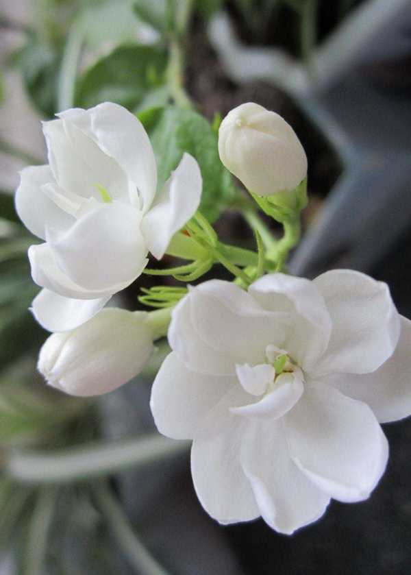 青未了白茉莉花