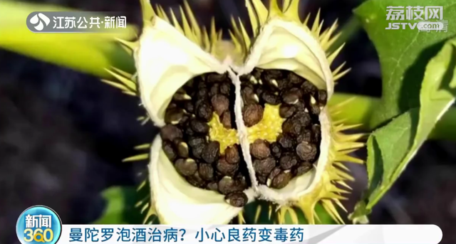 尤其是曼陀罗果实,种子毒性最大,但是民间却迷信它可以用来泡酒治疗