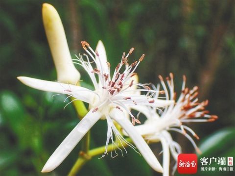 海南红树入花期赏花正当时