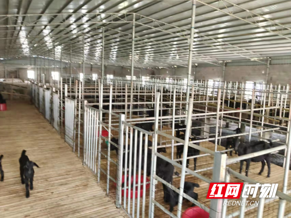 江永:腾笼换"羊" 产业转型助振兴