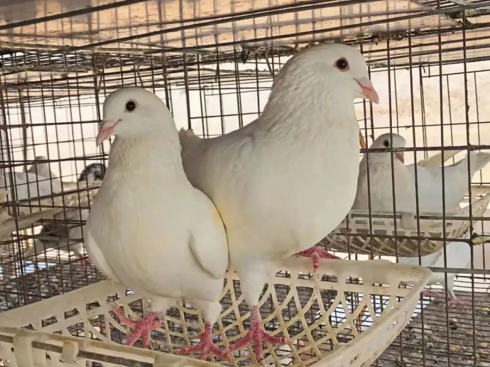 回龙肉鸽怎么养?这下有了标准!_腾讯新闻