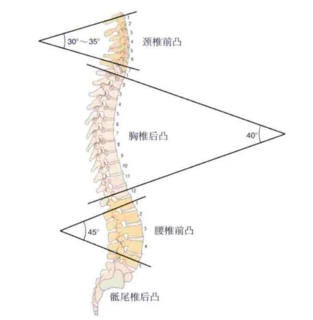 首先,坐下的时候腰会主要承担人体上半身的重量.