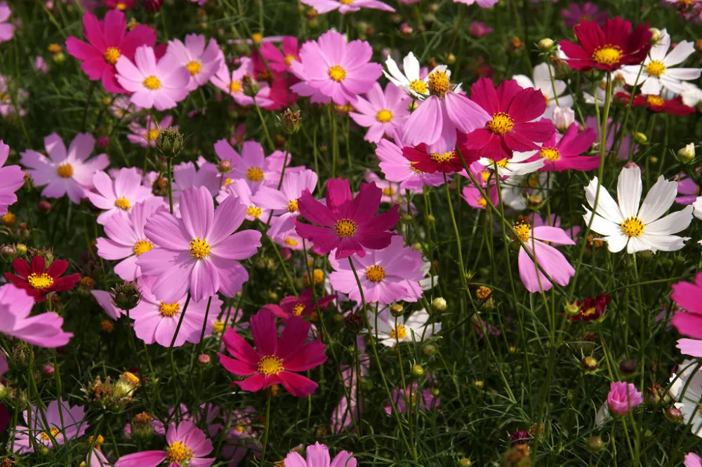 9种适合夏天养的菊花 不怕烈日酷暑 晒晒太阳浇点水 开成花海 腾讯新闻