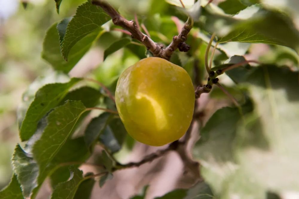 敦煌李广杏来喽!错过这次,只能再等一年_腾讯新闻