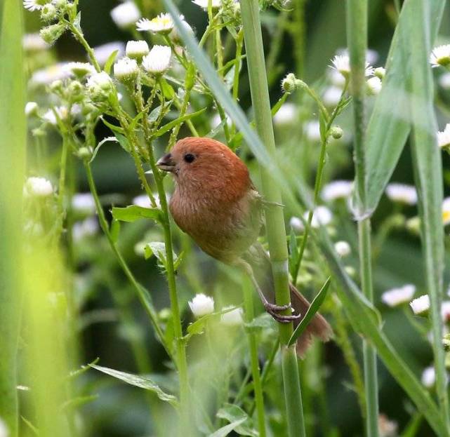 毛圆滚滚呆萌可爱的美丽小鸟——棕头鸦鹊
